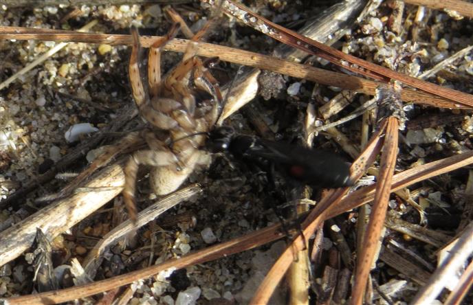 Pompilidae:  cfr. Anoplius sp.